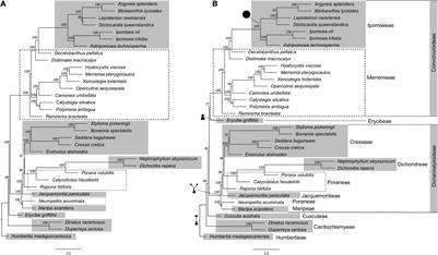 A Bird’s Eye View of the Systematics of Convolvulaceae: Novel Insights From Nuclear Genomic Data